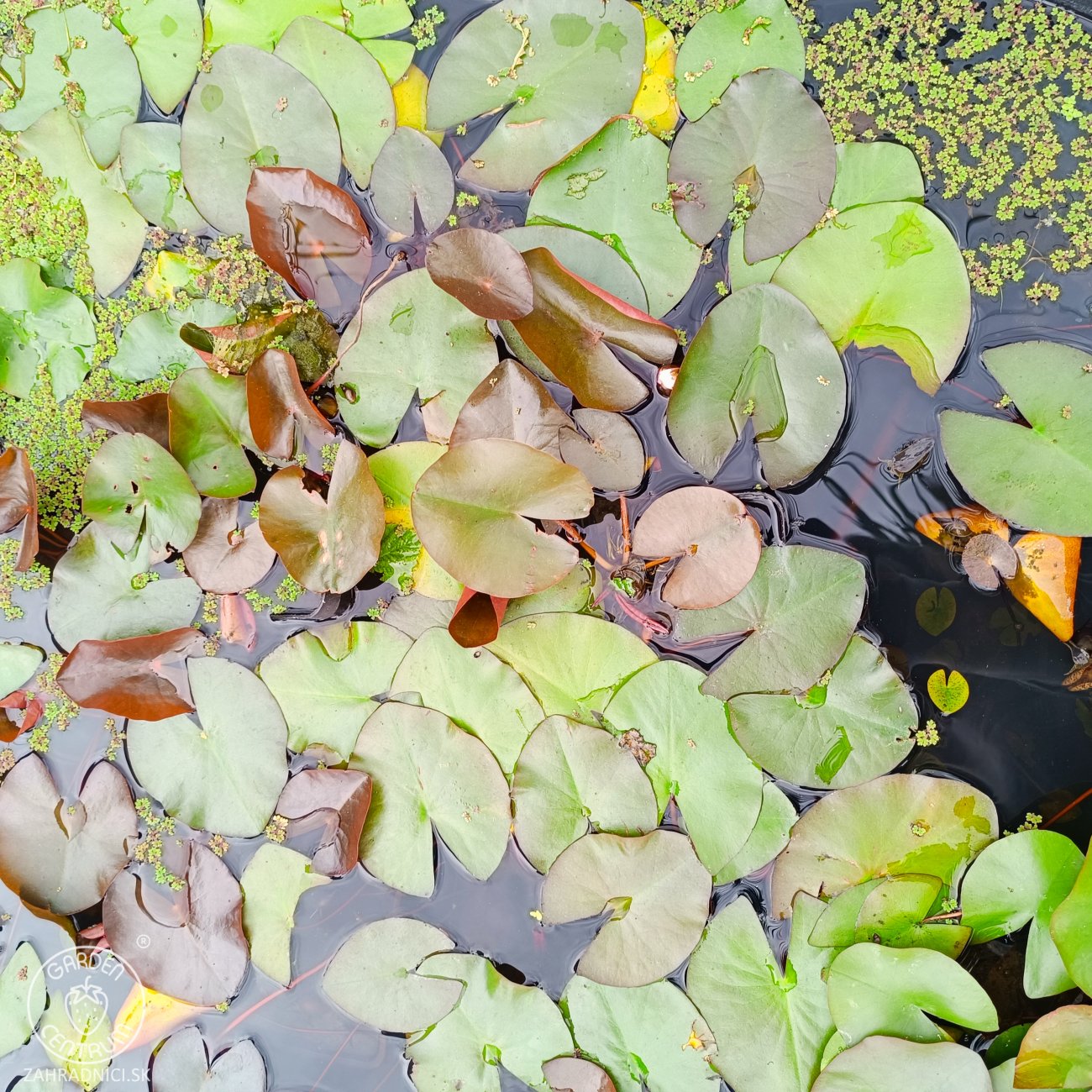 Obrázok Lekno (Nymphaea) ´FABIOLA´ - ⌀ 5-10 cm, kont. P11